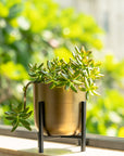 Planter Gold Antique with Black Stand